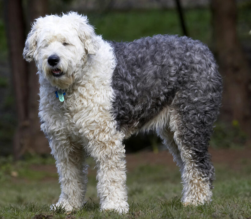Animal, Animals, Canine, Canines, Dog, Dogs, Land Mammal, Land Mammals, Lucy, Old English Sheepdog, Play, Playing, Playtime, Terrestrial Mammal, Terrestrial Mammals