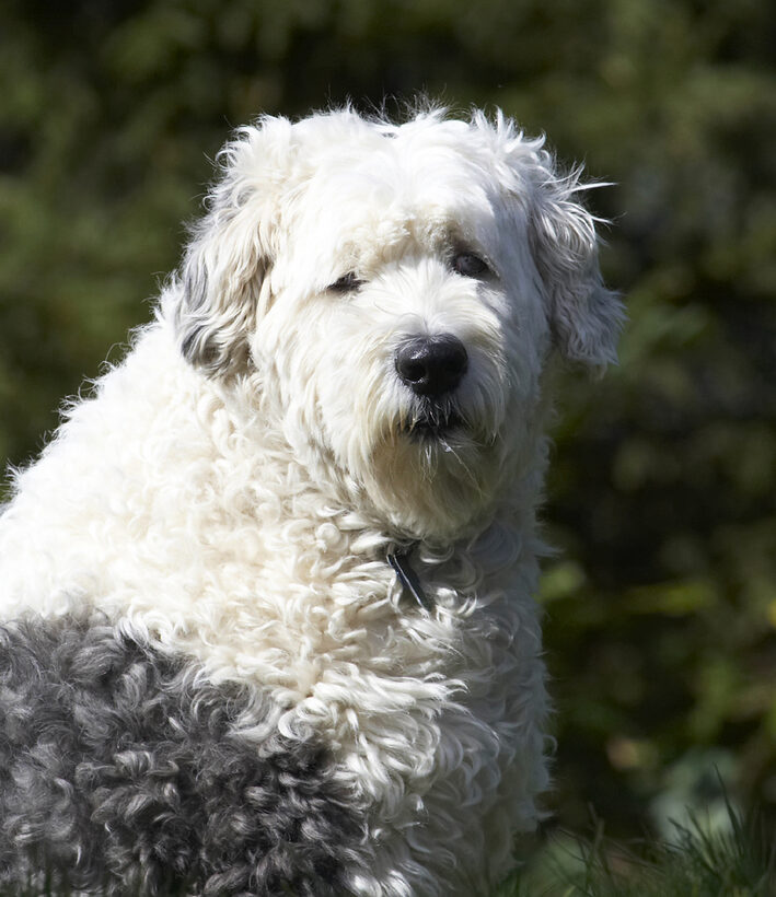 Animal, Animals, Canine, Canines, Dog, Dogs, Land Mammal, Land Mammals, Lucy, Old English Sheepdog, Play, Playing, Playtime, Terrestrial Mammal, Terrestrial Mammals