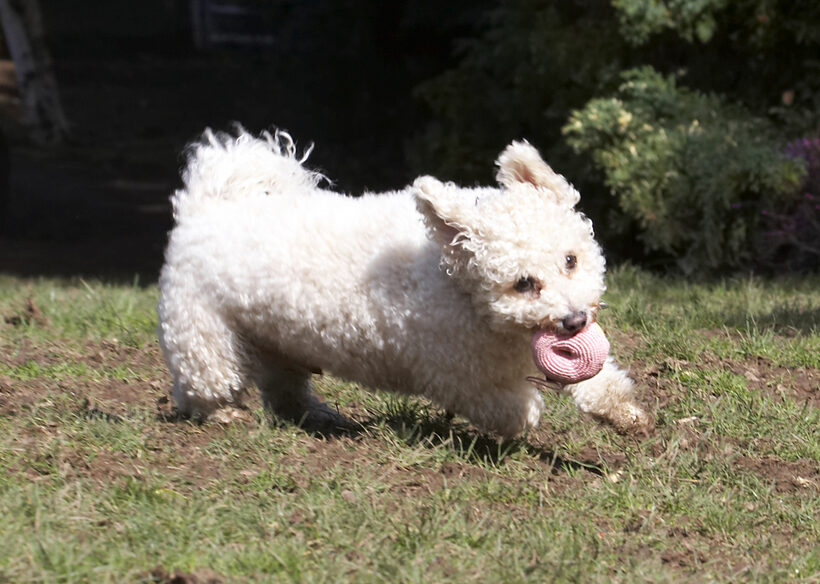 Animal, Animals, Arnie, Ball, Bichon Frise, Canine, Canines, Dog, Dogs, Land Mammal, Land Mammals, Play, Playing, Playtime, Run, Running, Terrestrial Mammal, Terrestrial Mammals