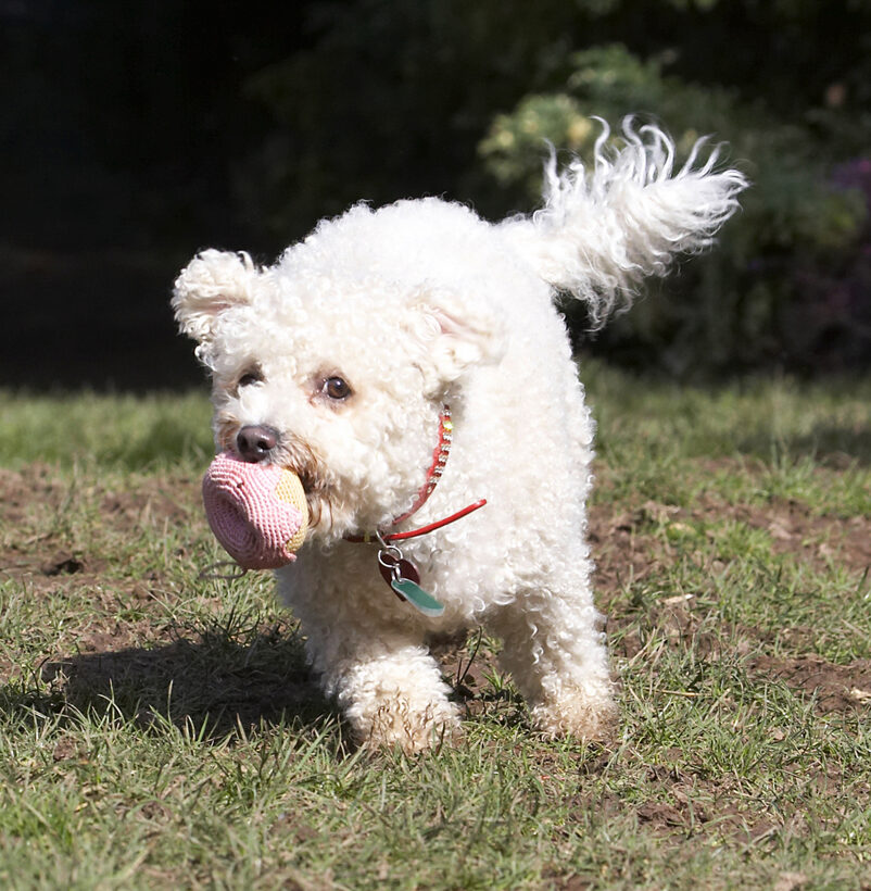 Animal, Animals, Arnie, Ball, Bichon Frise, Canine, Canines, Dog, Dogs, Land Mammal, Land Mammals, Play, Playing, Playtime, Run, Running, Terrestrial Mammal, Terrestrial Mammals
