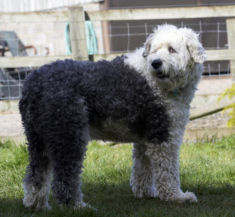 Animal, Animals, Canine, Canines, Dog, Dogs, Land Mammal, Land Mammals, Lucy, Old English Sheepdog, Play, Playing, Playtime, Terrestrial Mammal, Terrestrial Mammals