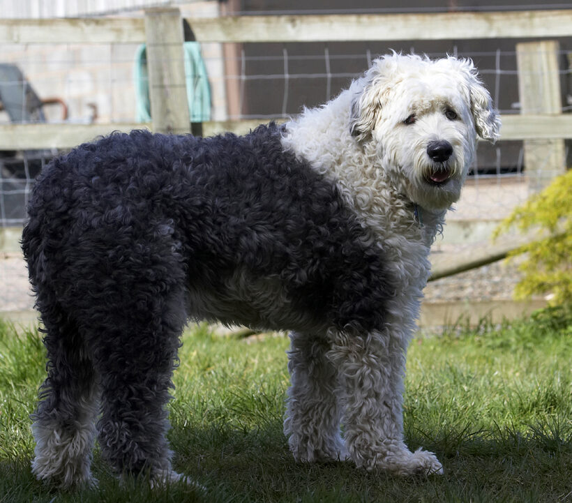 Animal, Animals, Canine, Canines, Dog, Dogs, Land Mammal, Land Mammals, Lucy, Old English Sheepdog, Play, Playing, Playtime, Terrestrial Mammal, Terrestrial Mammals