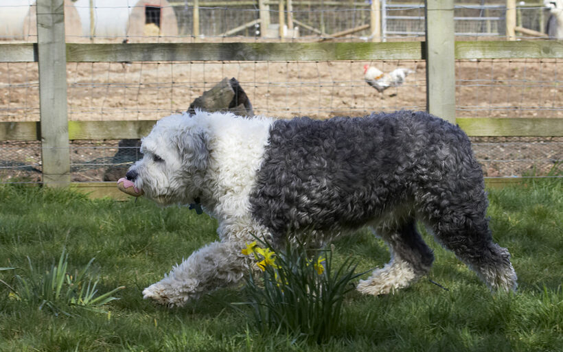 Animal, Animals, Ball, Canine, Canines, Dog, Dogs, Land Mammal, Land Mammals, Lucy, Old English Sheepdog, Play, Playing, Playtime, Terrestrial Mammal, Terrestrial Mammals