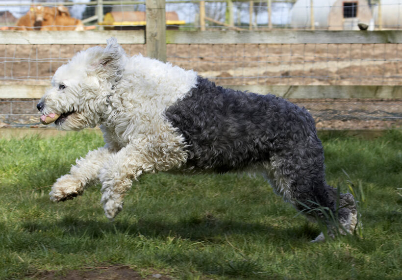Canine, Land Mammals, Leap, Leaping, Lucy, Old English Sheepdog, Play, Playing, Playtime, Run, Running, Terrestrial Mammal, Animal, Animals, Ball, Terrestrial Mammals, Canines, Dog, Dogs, Land Mammal