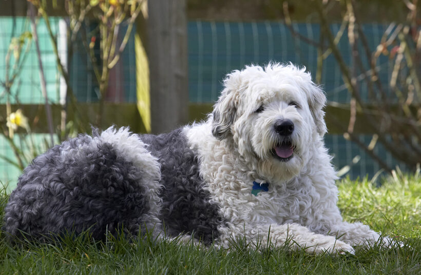Animal, Animals, Canine, Canines, Dog, Dogs, Land Mammal, Land Mammals, Lucy, Lying, Old English Sheepdog, Play, Playing, Playtime, Terrestrial Mammal, Terrestrial Mammals, Tongue
