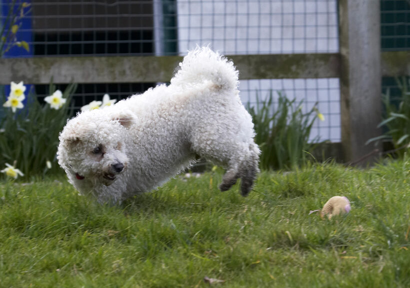 Animal, Animals, Arnie, Ball, Bichon Frise, Canine, Canines, Dog, Dogs, Land Mammal, Land Mammals, Play, Playing, Playtime, Terrestrial Mammal, Terrestrial Mammals