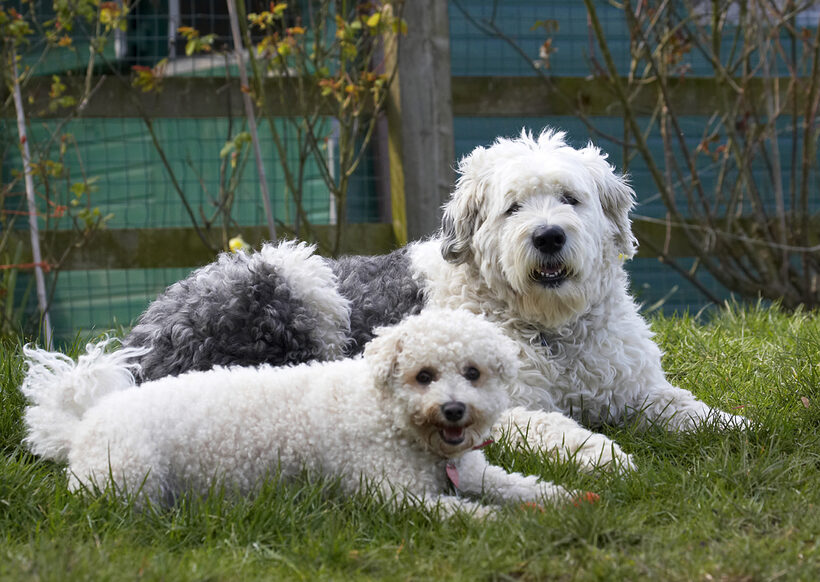 Canine, Play, Old English Sheepdog, Lucy, Land Mammals, Land Mammal, Friends, Dogs, Dog, Canines, Animal, Animals, Arnie, Best, Bichon Frise, Playing, Playtime, Smile, Smiling, Terrestrial Mammal, Terrestrial Mammals