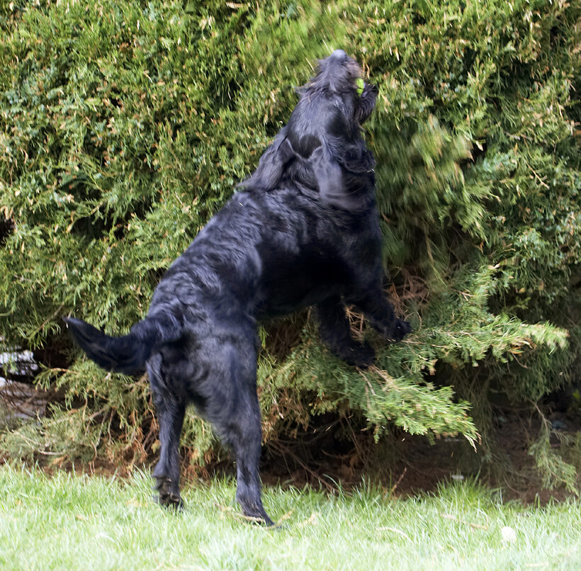 Animal, Animals, Ball, Canine, Canines, Dog, Dogs, Fizz, Labradoodle, Land Mammal, Land Mammals, Play, Playing, Playtime, Terrestrial Mammal, Terrestrial Mammals
