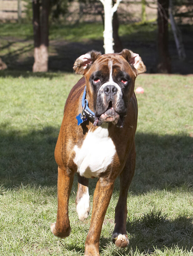 Alfie, Animal, Animals, Boxer, Boxers, Canine, Canines, Dog, Dogs, Land Mammal, Land Mammals, Play, Playing, Playtime, Terrestrial Mammal, Terrestrial Mammals