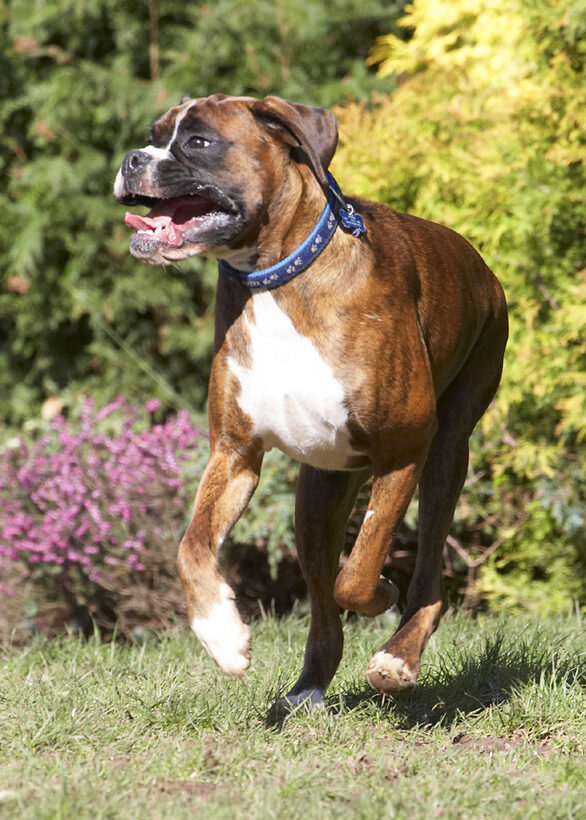 Land Mammal, Land Mammals, Play, Playing, Playtime, Run, Running, Smile, Smiling, Terrestrial Mammal, Terrestrial Mammals, Alfie, Animal, Animals, Boxer, Boxers, Canine, Canines, Dog, Dogs