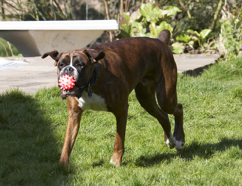 Alfie, Animal, Animals, Ball, Boxer, Boxers, Canine, Canines, Dog, Dogs, Land Mammal, Land Mammals, Play, Playing, Playtime, Terrestrial Mammal, Terrestrial Mammals