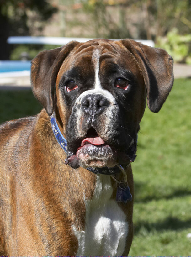 Alfie, Animal, Animals, Boxer, Boxers, Canine, Canines, Dog, Dogs, Land Mammal, Land Mammals, Play, Playing, Playtime, Terrestrial Mammal, Terrestrial Mammals, Tongue