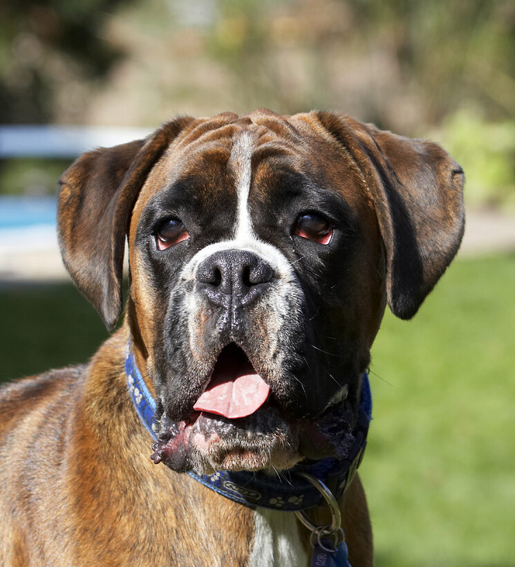 Alfie, Animal, Animals, Boxer, Boxers, Canine, Canines, Dog, Dogs, Land Mammal, Land Mammals, Play, Playing, Playtime, Terrestrial Mammal, Terrestrial Mammals, Tongue