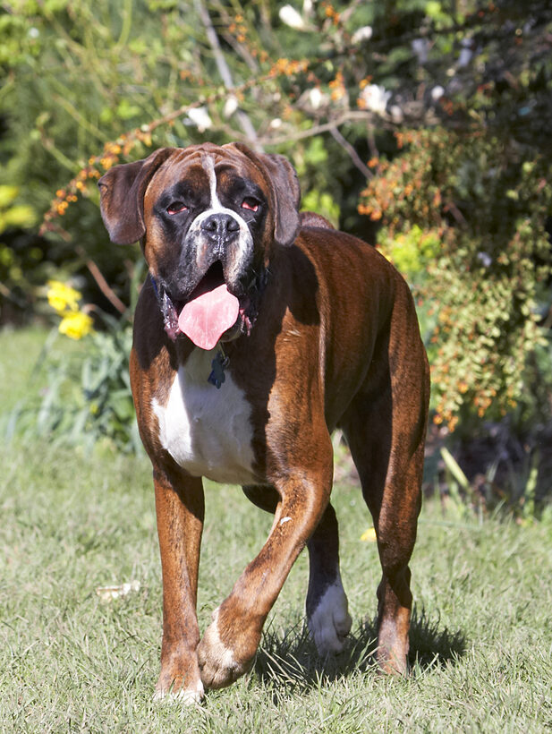 Alfie, Animal, Animals, Boxer, Boxers, Canine, Canines, Dog, Dogs, Land Mammal, Land Mammals, Play, Playing, Playtime, Terrestrial Mammal, Terrestrial Mammals, Tongue