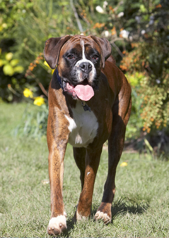 Alfie, Animal, Animals, Boxer, Boxers, Canine, Canines, Dog, Dogs, Land Mammal, Land Mammals, Play, Playing, Playtime, Terrestrial Mammal, Terrestrial Mammals, Tongue