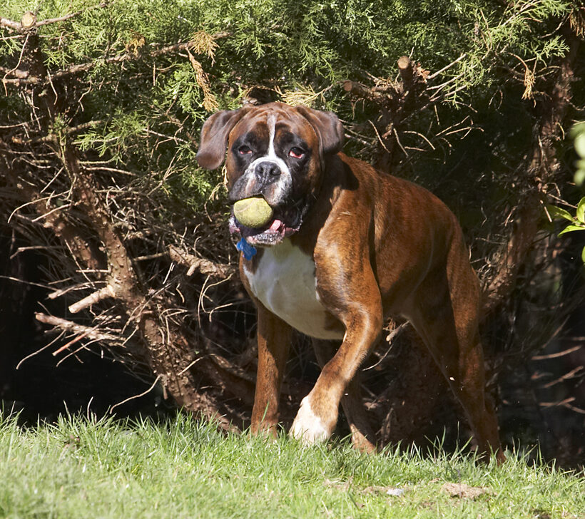 Alfie, Animal, Animals, Ball, Boxer, Boxers, Canine, Canines, Dog, Dogs, Land Mammal, Land Mammals, Play, Playing, Playtime, Terrestrial Mammal, Terrestrial Mammals