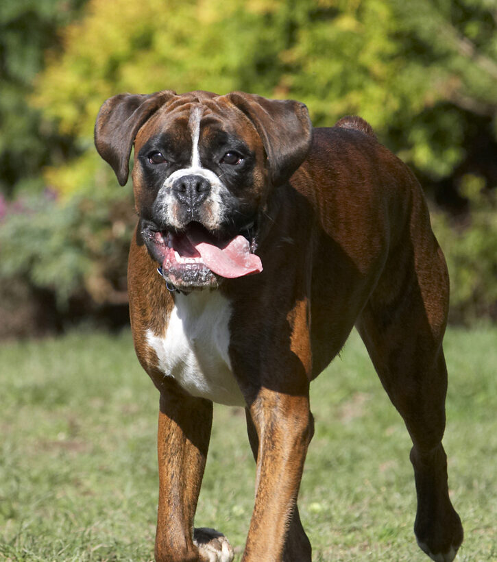 Alfie, Animal, Animals, Boxer, Boxers, Canine, Canines, Dog, Dogs, Land Mammal, Land Mammals, Play, Playing, Playtime, Terrestrial Mammal, Terrestrial Mammals, Tongue