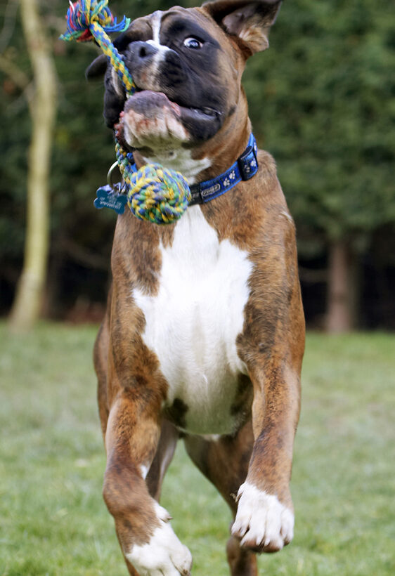 Alfie, Animal, Animals, Boxer, Boxers, Canine, Canines, Dog, Dogs, Land Mammal, Land Mammals, Play, Playing, Playtime, Terrestrial Mammal, Terrestrial Mammals