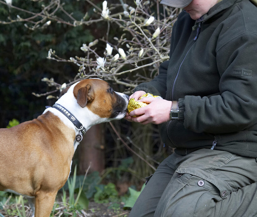 Animal, Animals, Canine, Canines, Dog, Dogs, Easter, Egg, Land Mammal, Land Mammals, Monty, Play, Playing, Playtime, Staffordshire Bull Terrier, Terrestrial Mammal, Terrestrial Mammals, Terriers