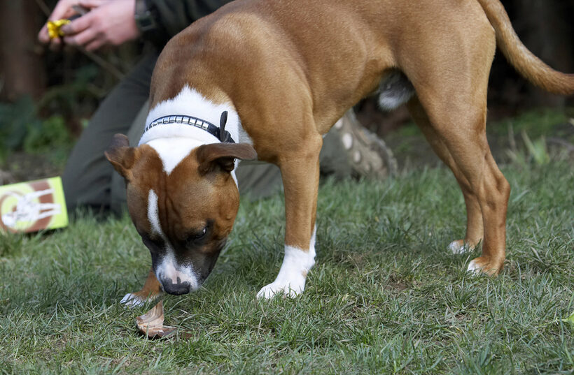 Animal, Animals, Canine, Canines, Dog, Dogs, Easter, Egg, Land Mammal, Land Mammals, Monty, Play, Playing, Playtime, Staffordshire Bull Terrier, Terrestrial Mammal, Terrestrial Mammals, Terriers