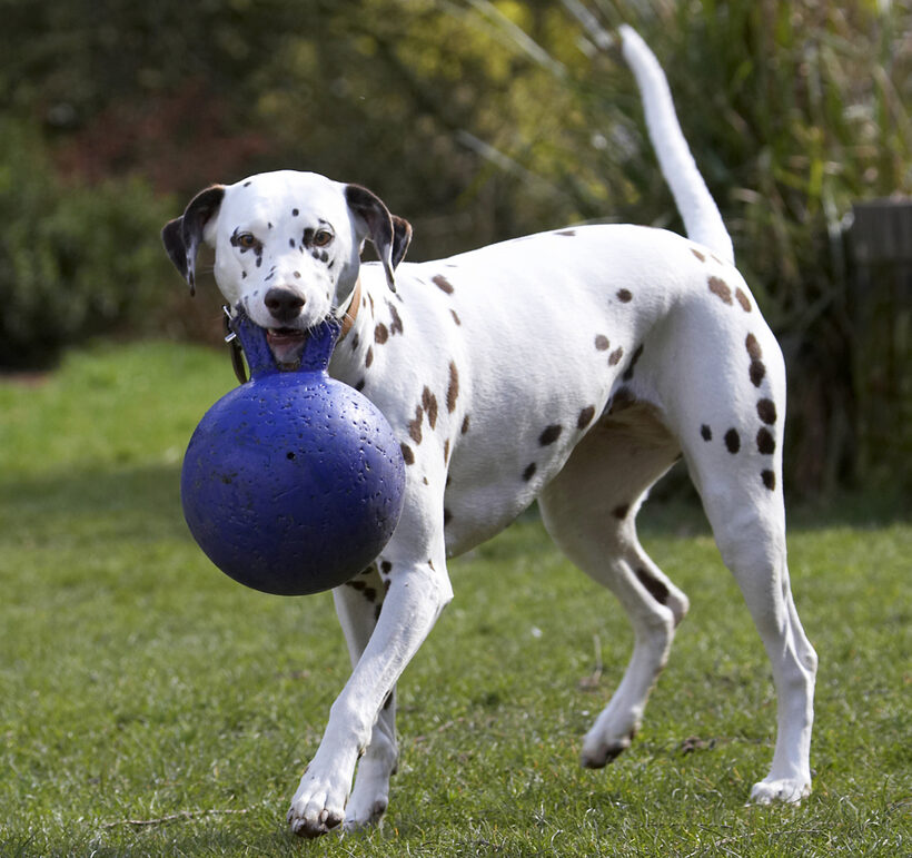 Animal, Animals, Ball, Canine, Canines, Dalmatian, Dalmatians, Dog, Dogs, Land Mammal, Land Mammals, MIA, Play, Playing, Playtime, Terrestrial Mammal, Terrestrial Mammals