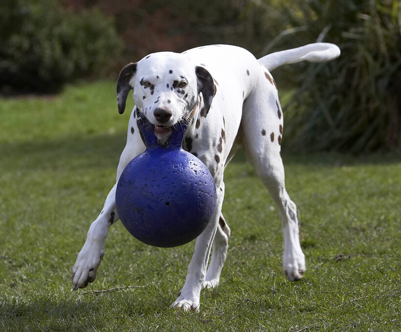 Animal, Animals, Ball, Canine, Canines, Dalmatian, Dalmatians, Dog, Dogs, Land Mammal, Land Mammals, MIA, Play, Playing, Playtime, Terrestrial Mammal, Terrestrial Mammals
