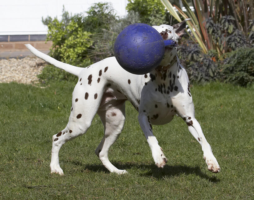Animal, Animals, Ball, Canine, Canines, Dalmatian, Dalmatians, Dog, Dogs, Land Mammal, Land Mammals, MIA, Play, Playing, Playtime, Terrestrial Mammal, Terrestrial Mammals