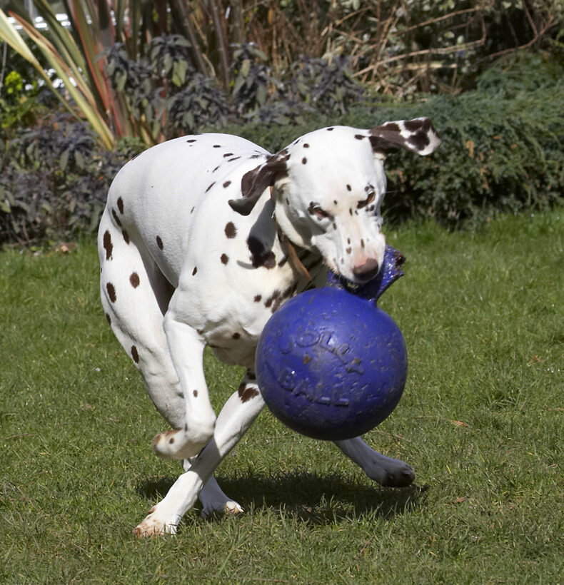 Animal, Animals, Ball, Canine, Canines, Dalmatian, Dalmatians, Dog, Dogs, Land Mammal, Land Mammals, MIA, Play, Playing, Playtime, Terrestrial Mammal, Terrestrial Mammals