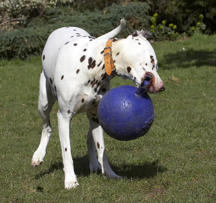 Animal, Animals, Ball, Canine, Canines, Dalmatian, Dalmatians, Dog, Dogs, Land Mammal, Land Mammals, MIA, Play, Playing, Playtime, Terrestrial Mammal, Terrestrial Mammals
