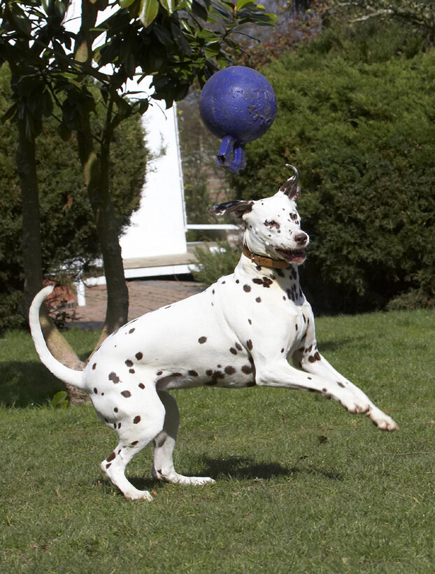 Animal, Animals, Ball, Canine, Canines, Dalmatian, Dalmatians, Dog, Dogs, Land Mammal, Land Mammals, MIA, Play, Playing, Playtime, Terrestrial Mammal, Terrestrial Mammals