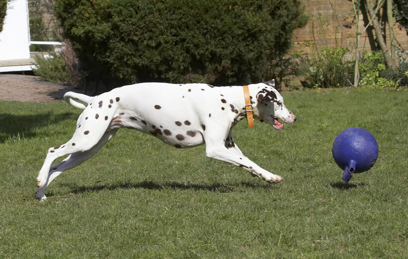 Animal, Animals, Ball, Canine, Canines, Dalmatian, Dalmatians, Dog, Dogs, Land Mammal, Land Mammals, MIA, Play, Playing, Playtime, Terrestrial Mammal, Terrestrial Mammals