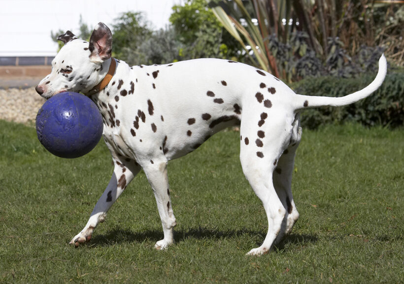 Animal, Animals, Ball, Canine, Canines, Dalmatian, Dalmatians, Dog, Dogs, Land Mammal, Land Mammals, MIA, Play, Playing, Playtime, Terrestrial Mammal, Terrestrial Mammals
