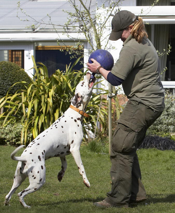 Animal, Animals, Ball, Becky, Canine, Canines, Dalmatian, Dalmatians, Dog, Dogs, Land Mammal, Land Mammals, MIA, Play, Playing, Playtime, Terrestrial Mammal, Terrestrial Mammals, Tug-o-war