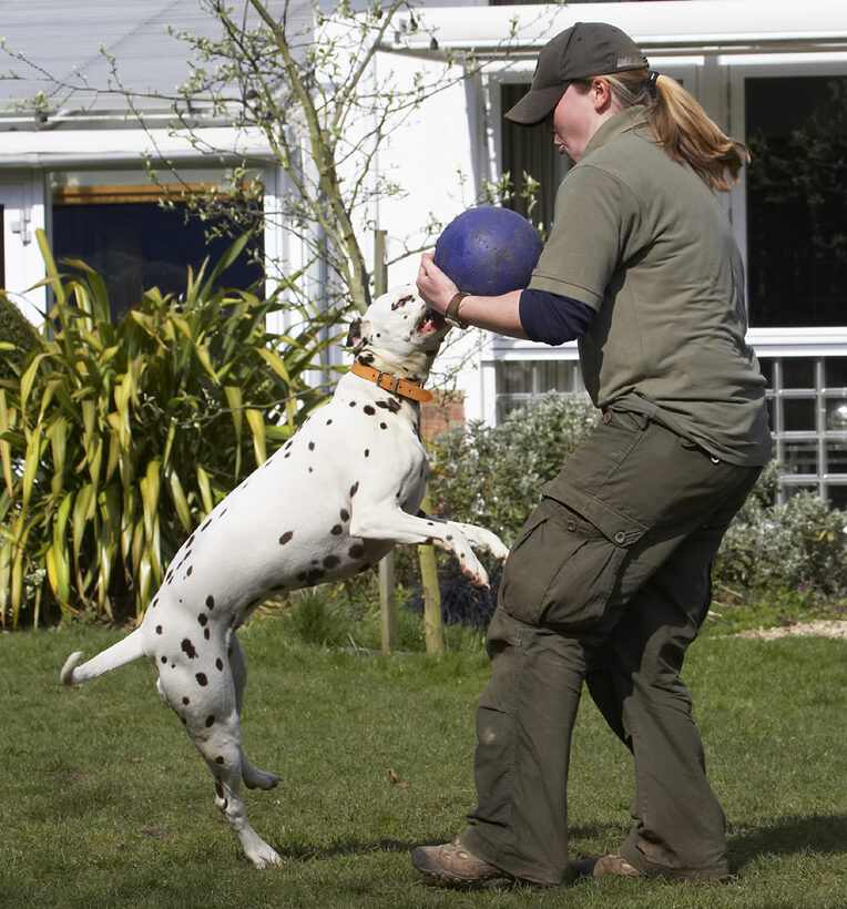 Animal, Animals, Ball, Becky, Canine, Canines, Dalmatian, Dalmatians, Dog, Dogs, Land Mammal, Land Mammals, MIA, Play, Playing, Playtime, Terrestrial Mammal, Terrestrial Mammals, Tug-o-war