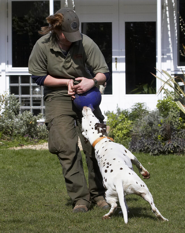 Animal, Animals, Ball, Becky, Canine, Canines, Dalmatian, Dalmatians, Dog, Dogs, Land Mammal, Land Mammals, MIA, Play, Playing, Playtime, Terrestrial Mammal, Terrestrial Mammals, Tug-o-war
