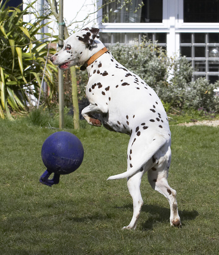 Animal, Animals, Ball, Canine, Canines, Dalmatian, Dalmatians, Dog, Dogs, Land Mammal, Land Mammals, MIA, Play, Playing, Playtime, Terrestrial Mammal, Terrestrial Mammals