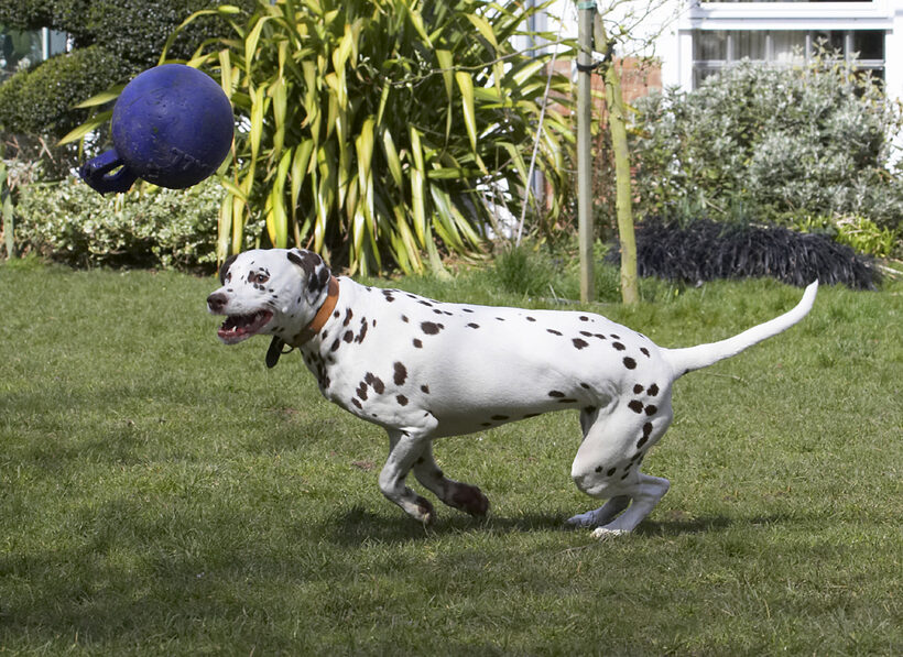 Animal, Animals, Ball, Canine, Canines, Dalmatian, Dalmatians, Dog, Dogs, Land Mammal, Land Mammals, MIA, Play, Playing, Playtime, Terrestrial Mammal, Terrestrial Mammals
