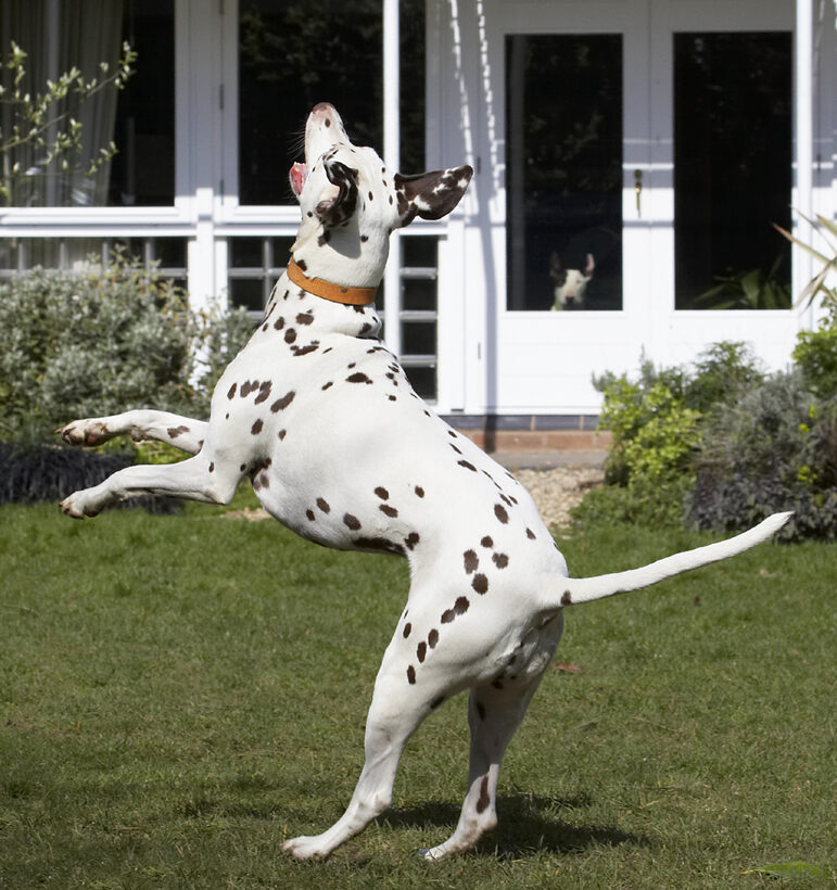 Animal, Animals, Ball, Canine, Canines, Dalmatian, Dalmatians, Dog, Dogs, Jump, Jumping, Land Mammal, Land Mammals, Leap, Leaping, MIA, Play, Playing, Playtime, Terrestrial Mammal, Terrestrial Mammals