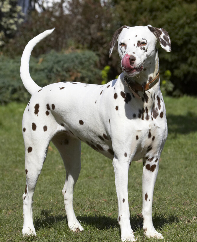 Animal, Animals, Ball, Canine, Canines, Dalmatian, Dalmatians, Dog, Dogs, Land Mammal, Land Mammals, MIA, Play, Playing, Playtime, Terrestrial Mammal, Terrestrial Mammals, Tongue