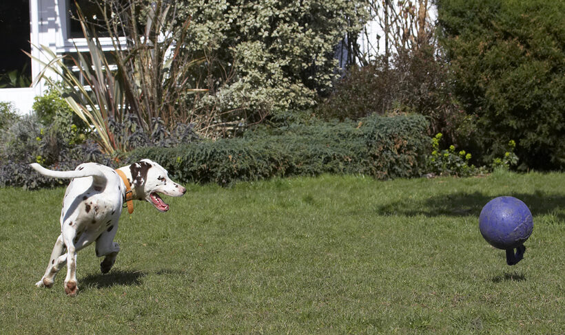 Animal, Animals, Ball, Canine, Canines, Dalmatian, Dalmatians, Dog, Dogs, Land Mammal, Land Mammals, MIA, Play, Playing, Playtime, Terrestrial Mammal, Terrestrial Mammals