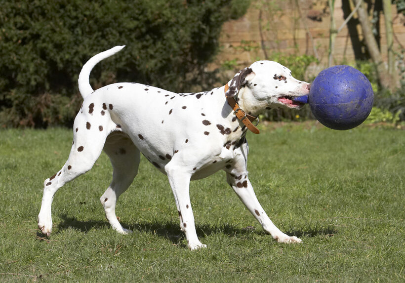 Animal, Animals, Ball, Canine, Canines, Dalmatian, Dalmatians, Dog, Dogs, Land Mammal, Land Mammals, MIA, Play, Playing, Playtime, Terrestrial Mammal, Terrestrial Mammals