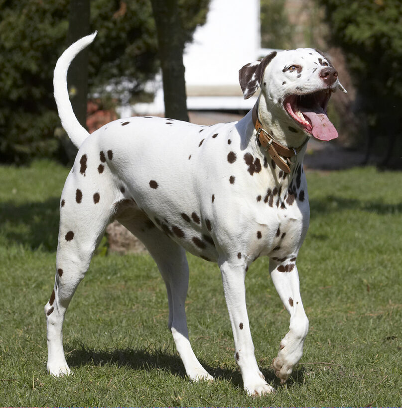 Animal, Animals, Ball, Canine, Canines, Dalmatian, Dalmatians, Dog, Dogs, Land Mammal, Land Mammals, MIA, Play, Playing, Playtime, Terrestrial Mammal, Terrestrial Mammals, Tongue