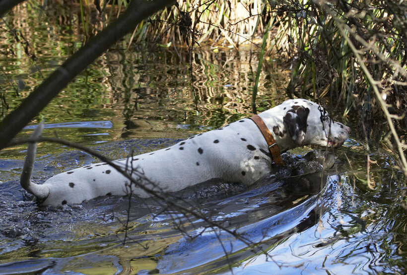 Animal, Animals, Ball, Canine, Canines, Dalmatian, Dalmatians, Dog, Dogs, Land Mammal, Land Mammals, MIA, Play, Playing, Playtime, Stream, Terrestrial Mammal, Terrestrial Mammals, Water