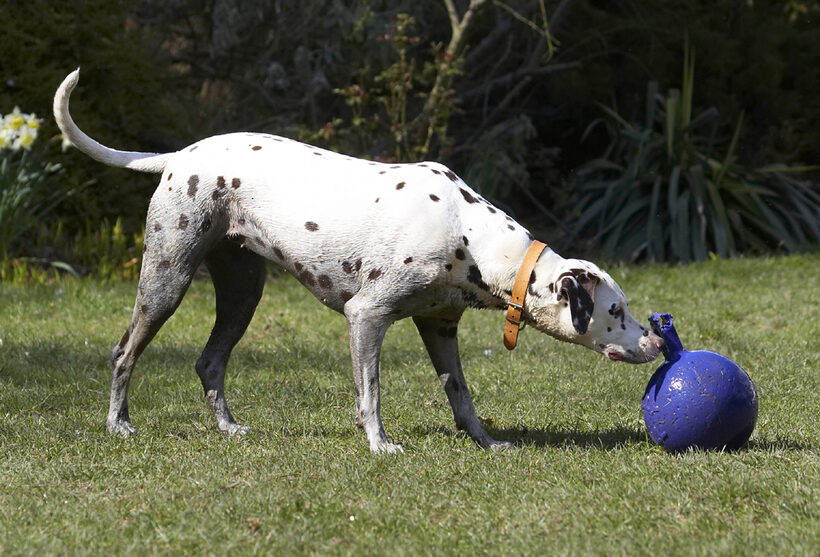 Animal, Animals, Ball, Canine, Canines, Dalmatian, Dalmatians, Dog, Dogs, Land Mammal, Land Mammals, MIA, Play, Playing, Playtime, Sniff, Sniffing, Terrestrial Mammal, Terrestrial Mammals