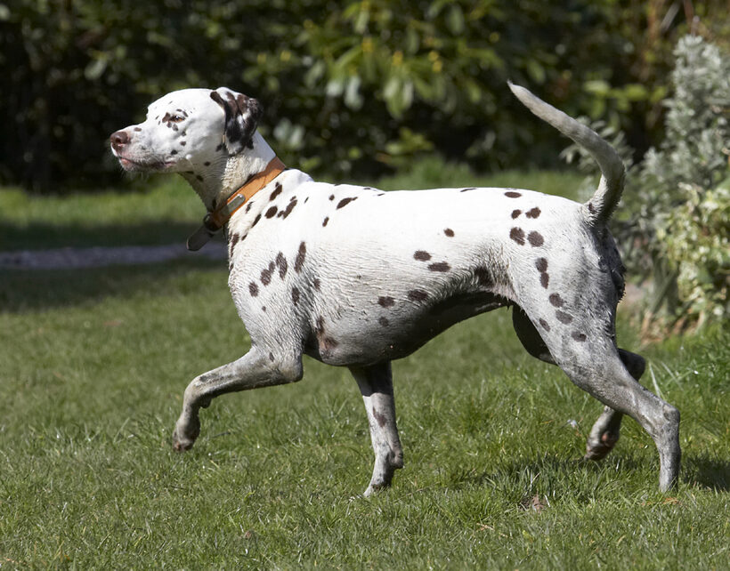 Animal, Animals, Ball, Canine, Canines, Dalmatian, Dalmatians, Dog, Dogs, Land Mammal, Land Mammals, MIA, Play, Playing, Playtime, Prance, Prancing, Terrestrial Mammal, Terrestrial Mammals