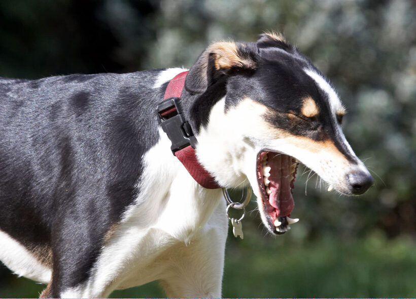 Animal, Animals, Canine, Canines, Dog, Dogs, Land Mammal, Land Mammals, Lurcher, Murphy, Play, Playing, Playtime, Terrestrial Mammal, Terrestrial Mammals, Yawn, yawning