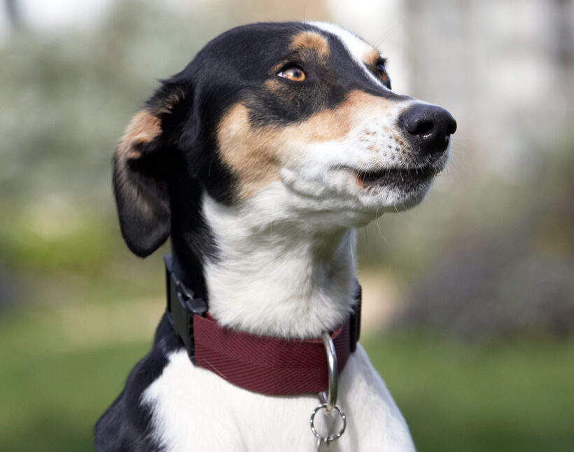 Animal, Animals, Canine, Canines, Dog, Dogs, Land Mammal, Land Mammals, Lurcher, Murphy, Play, Playing, playtime, Terrestrial Mammal, Terrestrial Mammals