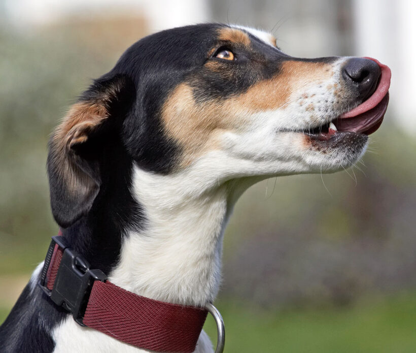 Animal, Animals, Canine, Canines, Dog, Dogs, Land Mammal, Land Mammals, Lurcher, Murphy, Play, Playing, Playtime, Terrestrial Mammal, Terrestrial Mammals, tongue