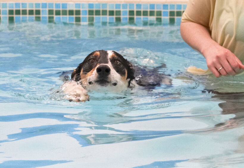 Animal, Animals, Canine, Canines, Dog, Dogs, Land Mammal, Land Mammals, Lurcher, Murphy, Play, Playing, Playtime, pool, Swim, Swimming, Terrestrial Mammal, Terrestrial Mammals