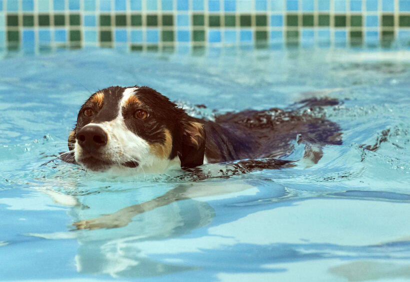 Animal, Animals, Canine, Canines, Dog, Dogs, Land Mammal, Land Mammals, Lurcher, Murphy, Play, Playing, Playtime, pool, Swimming, Terrestrial Mammal, Terrestrial Mammals